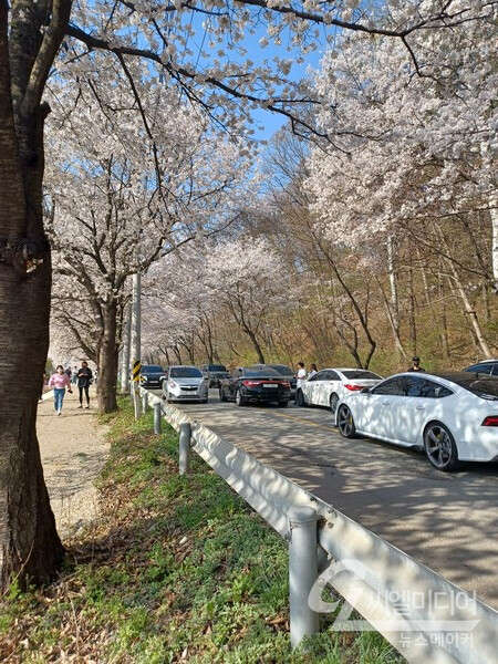 천안시 북면은 4월 벚꽃이 만개해 드라이브 코스로 유명하다. 사진은 지난해 모습. 유창림 천안